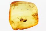 Fossil Assassin Spider (Archaeidae) In Baltic Amber - Rare! #307727-1